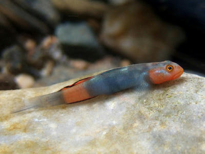 identification of a goby -  赤いヨロイボウズハゼです - Lentipes 1284045156